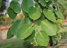 Cordia