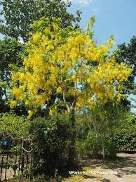 Garmalo