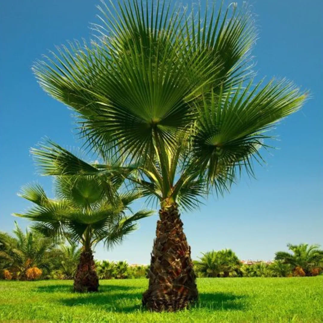 Washingtonia