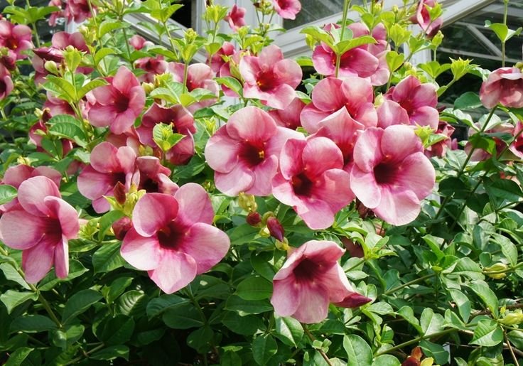 Allamanda Olienta