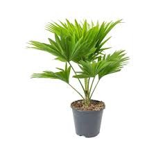 Footstool Palm
