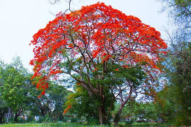 Gulmohar