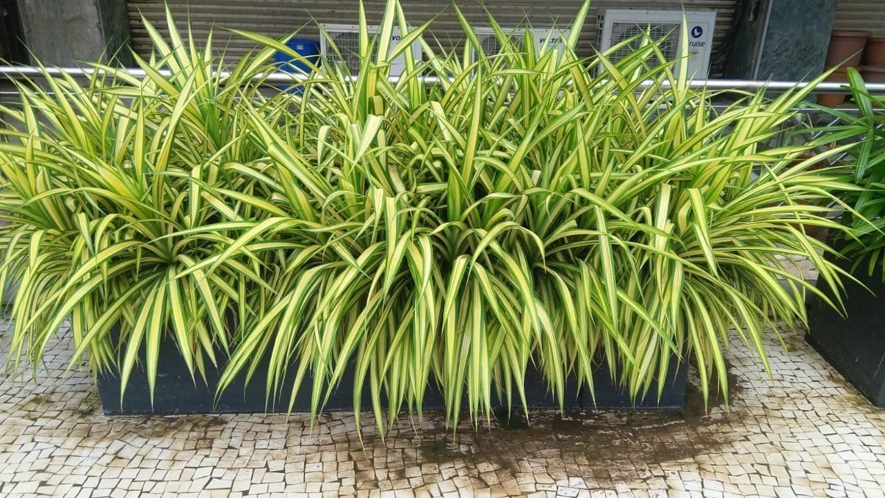  Pandanus
