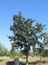 Putranjiva roxxburghi