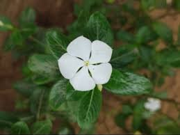 Vinca 