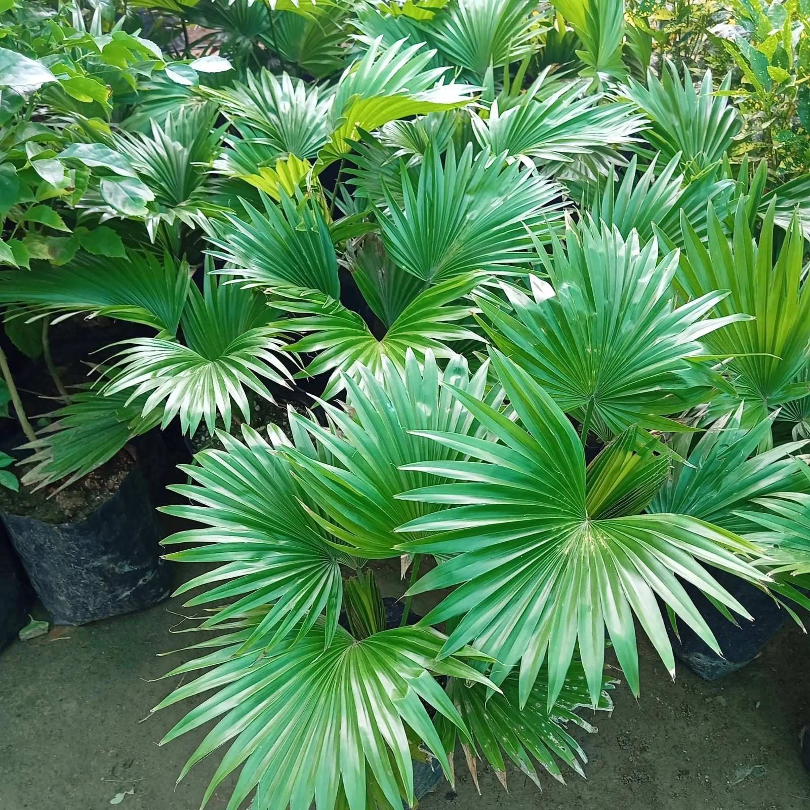 Table Palm